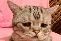 Chú mèo nhỏ đáng thương