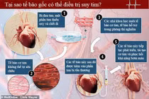 Ghép tế bào gốc phục hồi suy tim sau nhồi máu cơ tim