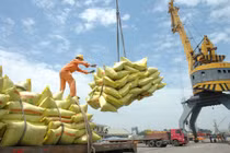 Nhiều nước tạm dừng xuất khẩu lương thực