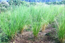 Cỏ hương bài chống xói mòn