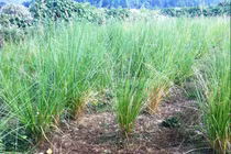 Cỏ hương bài chống xói mòn