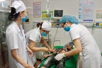 16 học sinh nhập viện vì bị ong trong sân trường tấn công