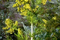  Thanh hao hoa vàng có hoạt tính chống Covid-19