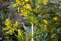  Thanh hao hoa vàng có hoạt tính chống Covid-19