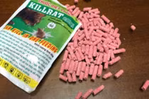 Nhầm thuốc diệt chuột là kẹo