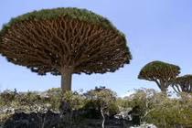 Sinh vật quái dị ở hòn đảo biệt lập