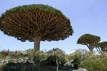 Sinh vật quái dị ở hòn đảo biệt lập