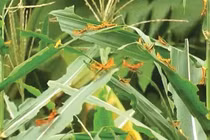  Công nghệ viễn thám giám sát châu chấu xâm nhập