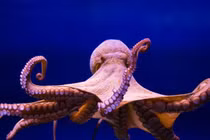 Bạch tuộc có ngủ mơ không?