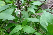 Húng quế kích thích tiêu hóa