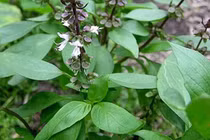 Húng quế kích thích tiêu hóa