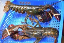 Tôm hùm Alaska 170.000 đồng/kg về VN ‘cõng’ thêm bao nhiêu thuế phí?