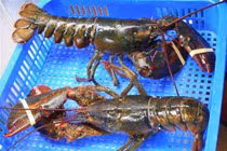 Tôm hùm Alaska 170.000 đồng/kg về VN ‘cõng’ thêm bao nhiêu thuế phí?