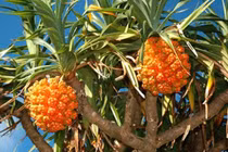 Cách dùng quả dứa dại chữa đái buốt, đái rắt