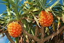 Cách dùng quả dứa dại chữa đái buốt, đái rắt