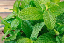  Bạc hà trị ban chẩn mới phát