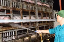 Dự kiến nhập khẩu 1,9 triệu heo thịt Thái Lan