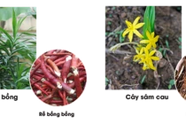 Chỉ mặt nhầm lẫn giữa sâm cau và bồng bồng