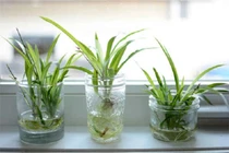 Chọn và chăm cây thủy canh “hand made”