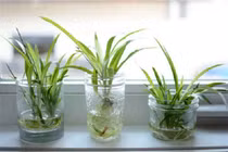 Chọn và chăm cây thủy canh “hand made”