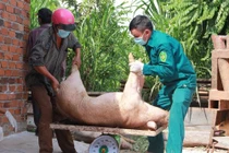 Dịch tả lợn châu Phi diễn biến phức tạp tại Đăk Lăk