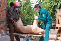 Dịch tả lợn châu Phi diễn biến phức tạp tại Đăk Lăk