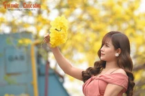 Người dân Hà Nội đang đổ xô đi chụp ảnh với hoa phong linh.