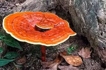 Nấm linh chi chủ trị suy nhược cơ thể