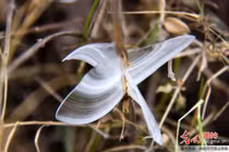 “Bướm băng” đẹp như ở xứ cổ tích