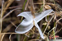 “Bướm băng” đẹp như ở xứ cổ tích