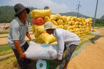 Yêu cầu sớm mua gạo dự trữ để cứu giá lúa 