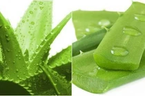 Lô hội chữa lở loét