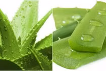 Lô hội chữa lở loét