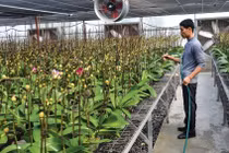 Tết này, nở rộ hoa nhập khẩu