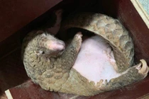 Phát hiện vật chủ trung gian mới lây truyền virus corona