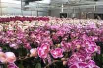 Ưu điểm của giống lan hồ điệp nuôi cấy mô