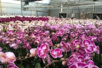 Ưu điểm của giống lan hồ điệp nuôi cấy mô