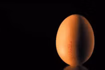 Gà đẻ trứng có sẵn thuốc trị ung thư