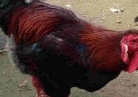 Cách chọn gà Đông Tảo