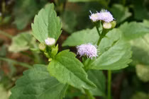 Bí kíp làm đẹp từ cây cứt lợn