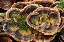 Nấm vân chi hỗ trợ điều trị ung thư