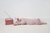 Muốn lợn ngoan phải cho... nghe nhạc