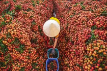 Điều kiện để Nhật Bản bảo hộ vải thiều Lục Ngạn