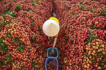 Điều kiện để Nhật Bản bảo hộ vải thiều Lục Ngạn