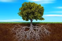 Tác dụng của vùng đất bao quanh rễ cây