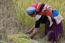 Những người phụ nữ nông thôn