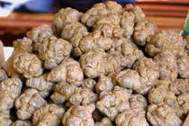 Dùng tam thất phải có chỉ định