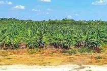 Thủ tướng Chính phủ yêu cầu UBND tỉnh Trà Vinh báo cáo vụ Vườn chuối triệu đô trong tháng 6.