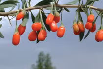 Câu kỷ tử từ huyền thoại đến thực tế