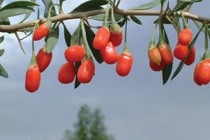 Câu kỷ tử từ huyền thoại đến thực tế